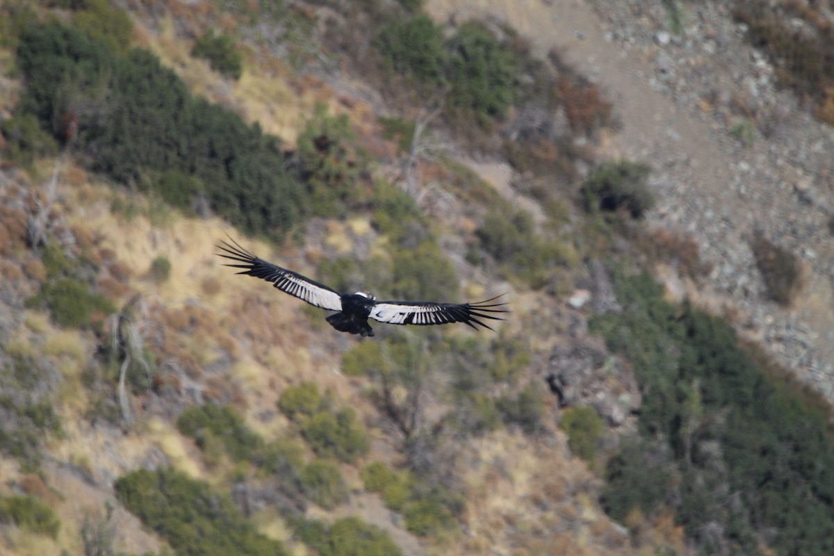 Andean Condor - ML617544707