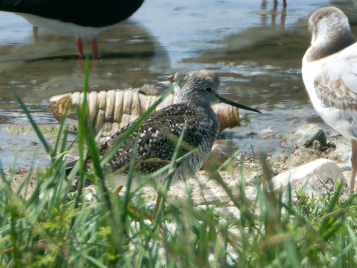 Greater Yellowlegs - ML617544720