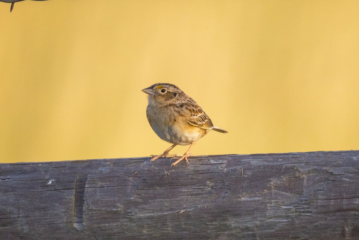 Grasshopper Sparrow - ML617544750