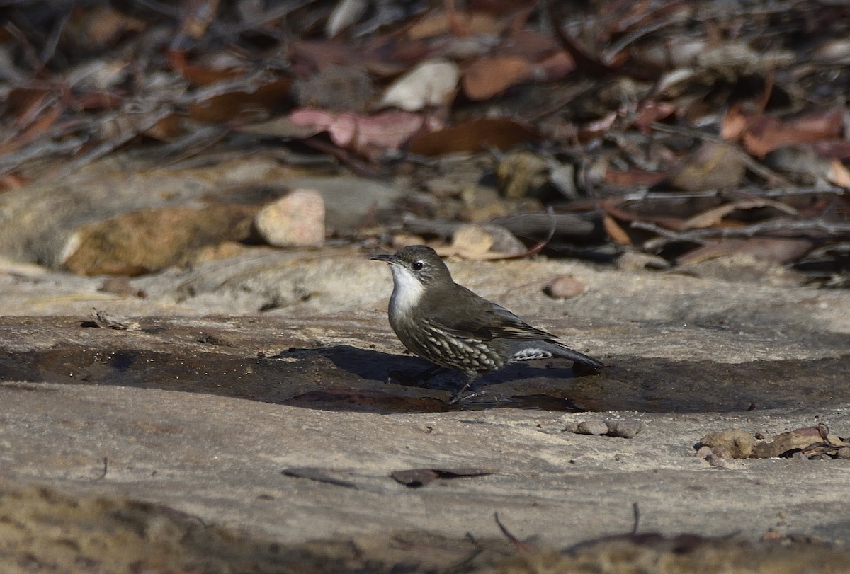 White-throated Treecreeper (White-throated) - ML617544758