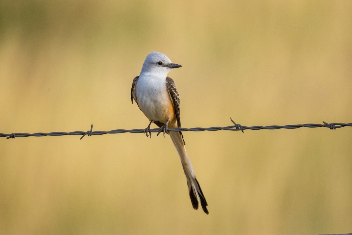 Scissor-tailed Flycatcher - ML617544762