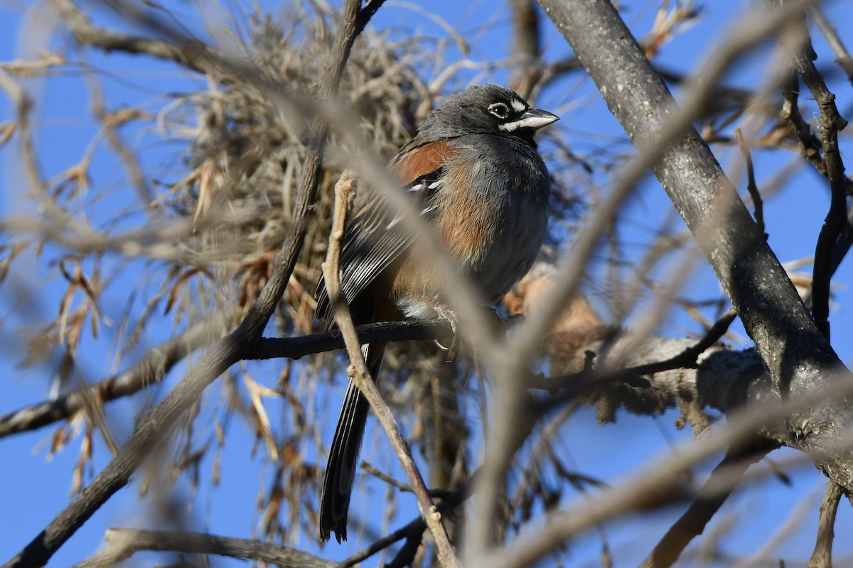 Bridled Sparrow - ML617544766