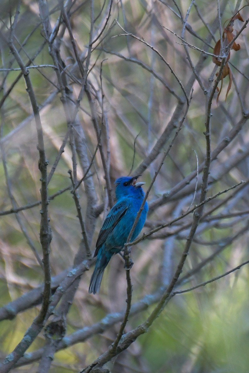 Indigo Bunting - Christian Newton