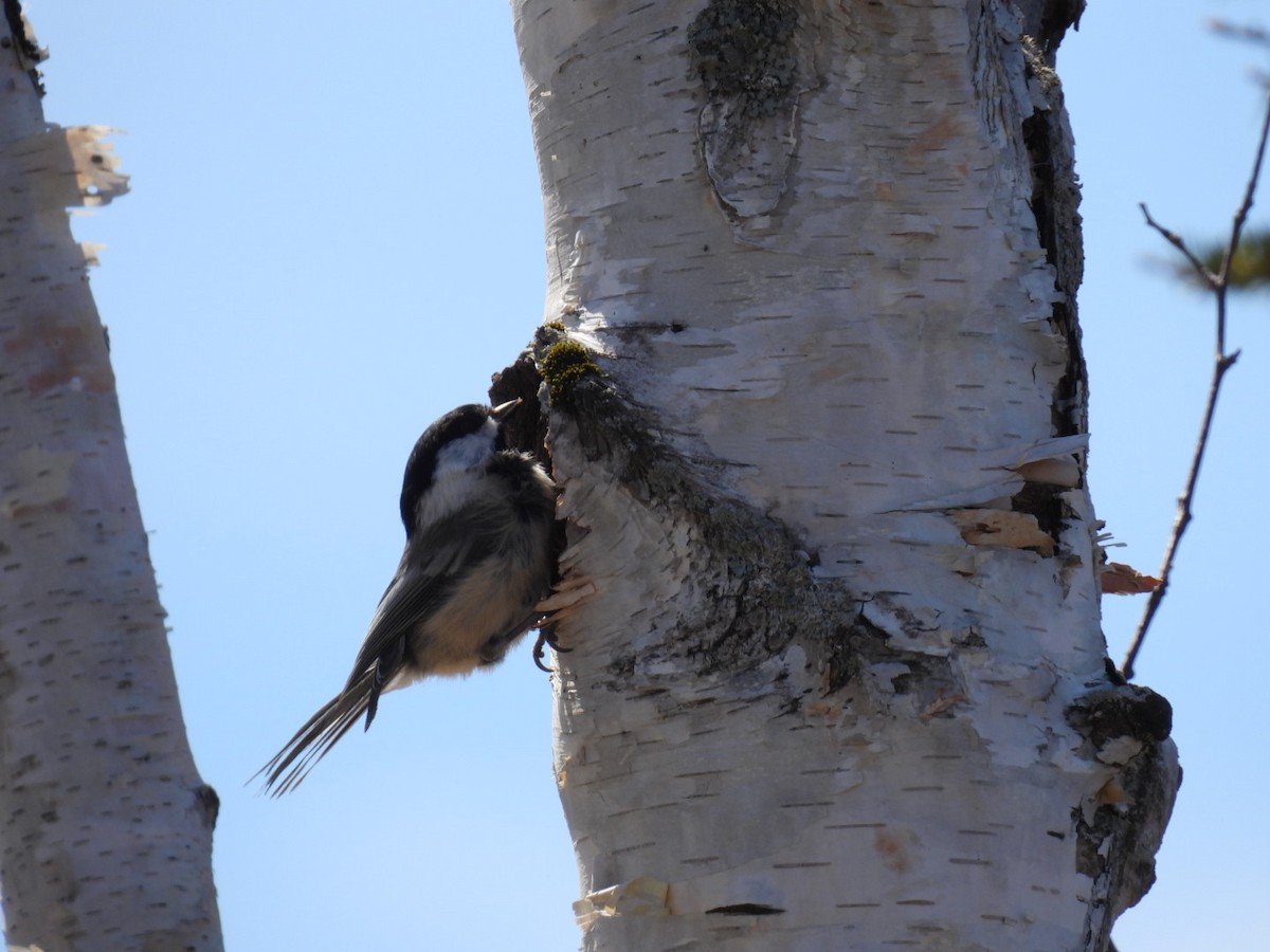 Mésange à tête noire - ML617544784