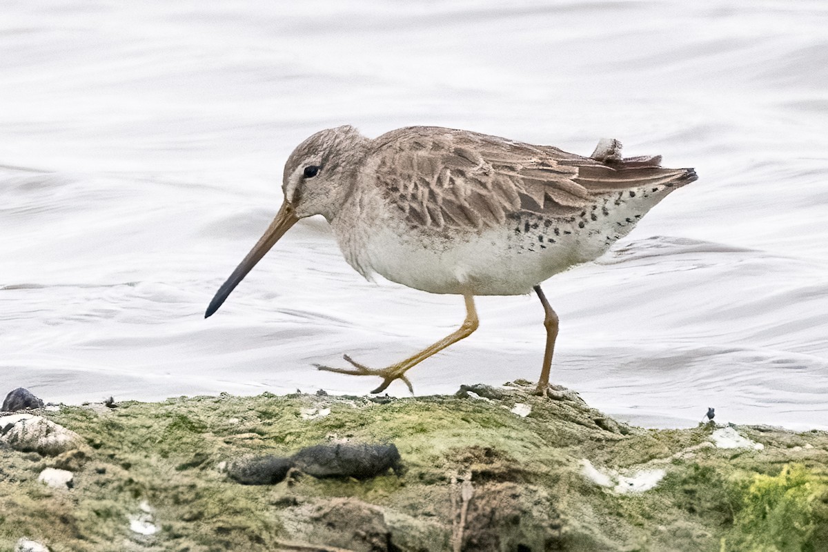 Short-billed Dowitcher - ML617544797