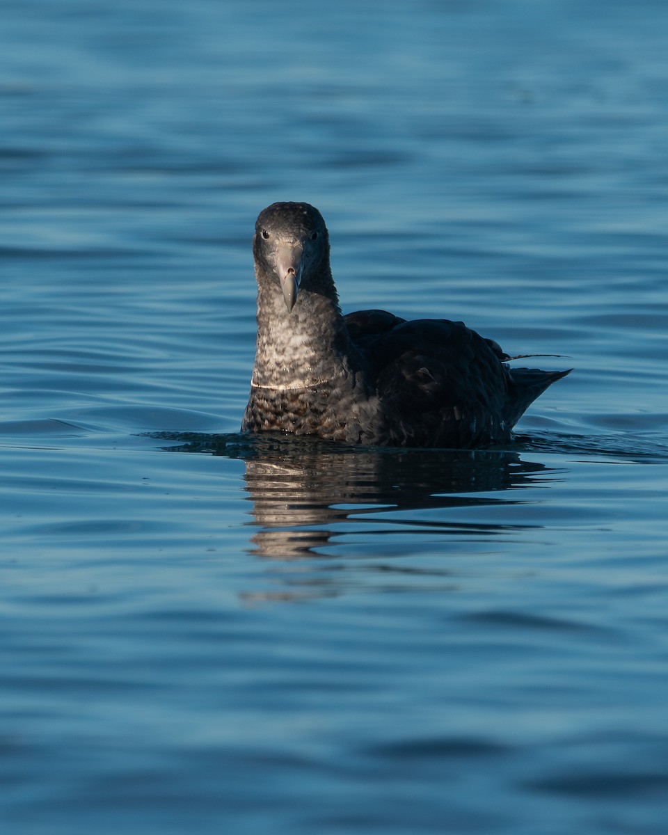 Southern Giant-Petrel - ML617544800