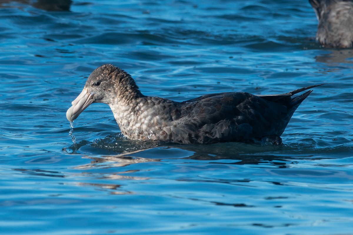 Riesensturmvogel - ML617544820