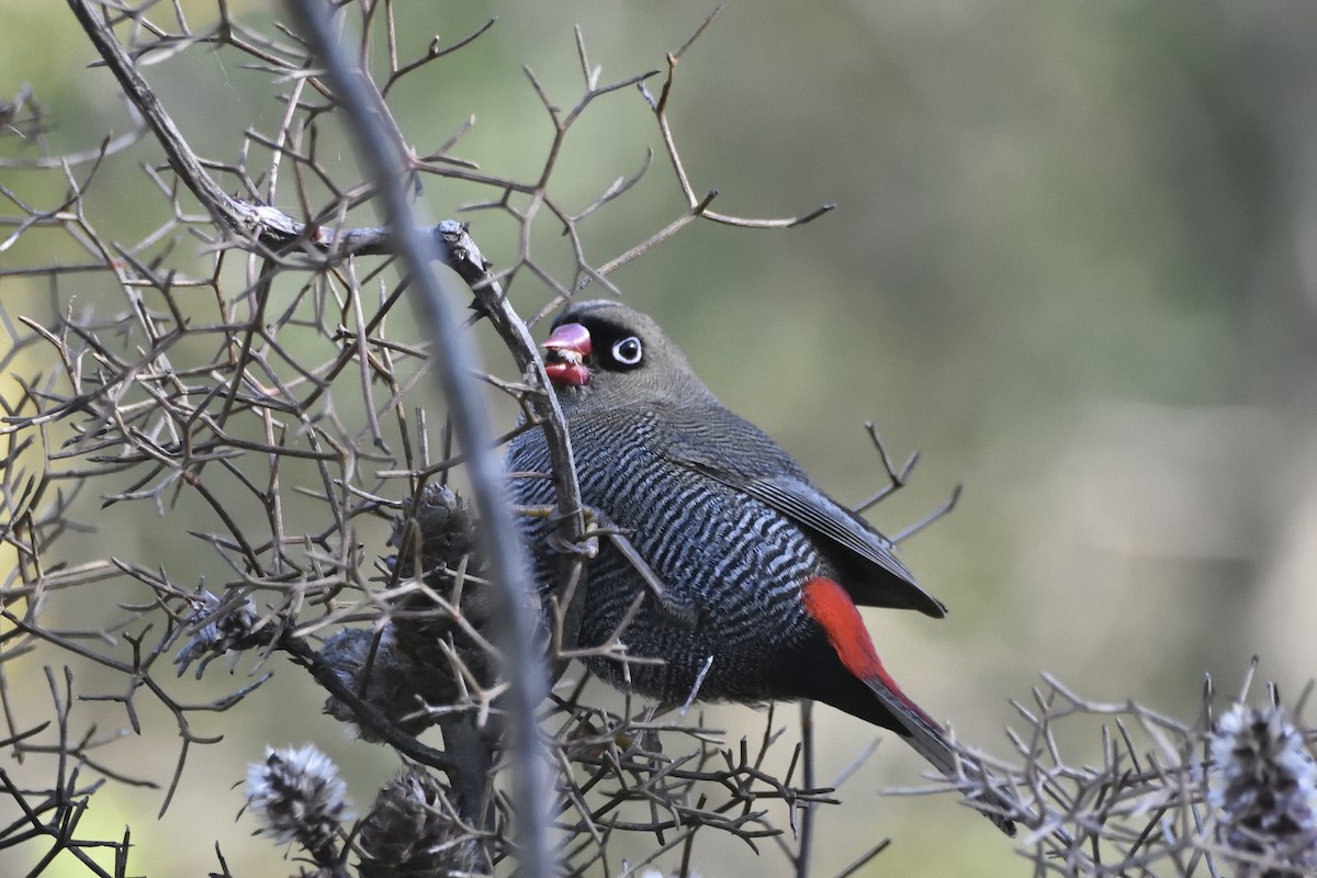 Beautiful Firetail - Anthony Katon