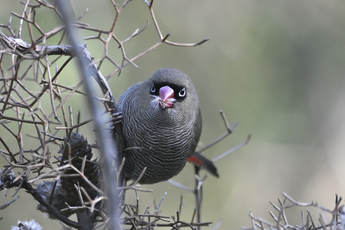 Beautiful Firetail - ML617544825