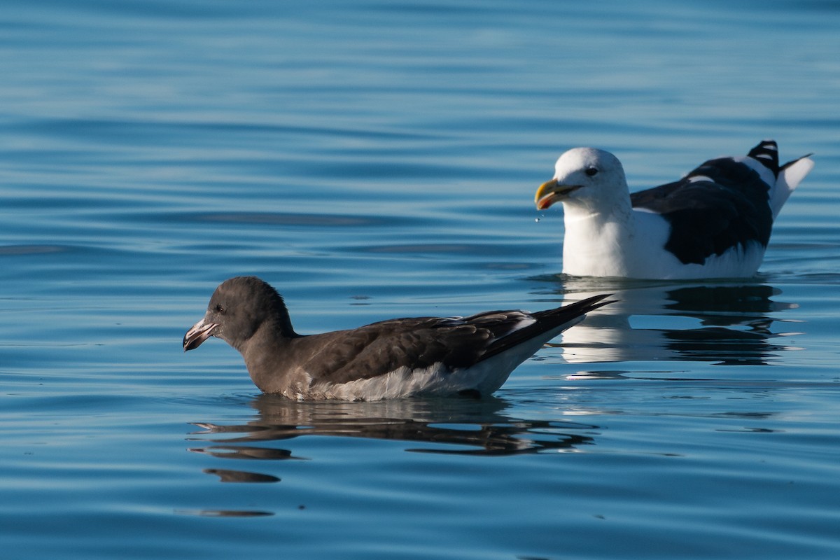 Gaviota Cocinera - ML617544836