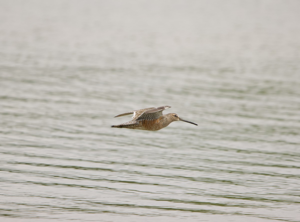 Long-billed Dowitcher - ML617544849