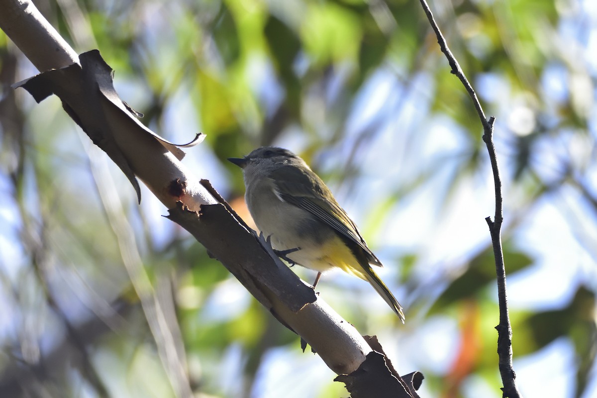 Golden Whistler (Eastern) - ML617544867