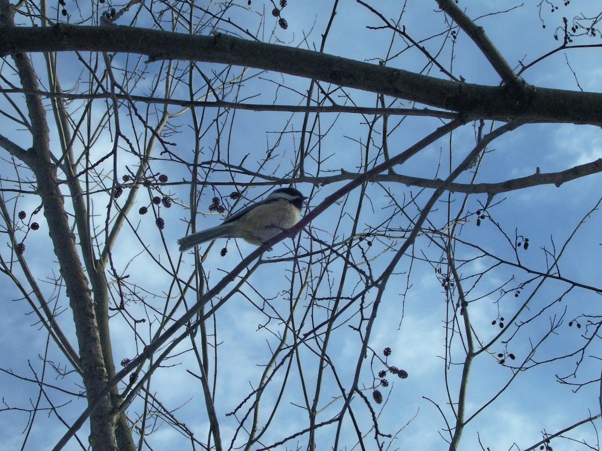 Black-capped Chickadee - ML617544873