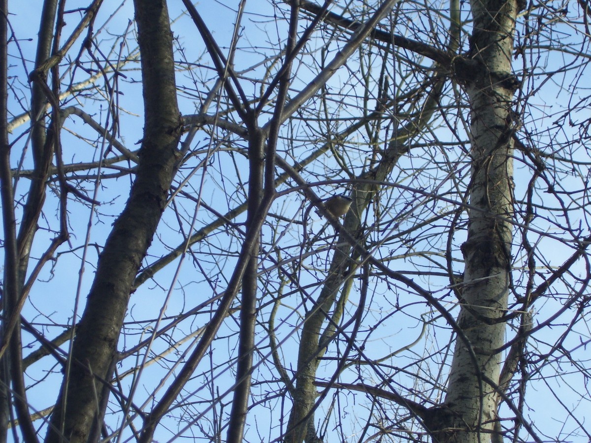 Red-breasted Nuthatch - ML617544919