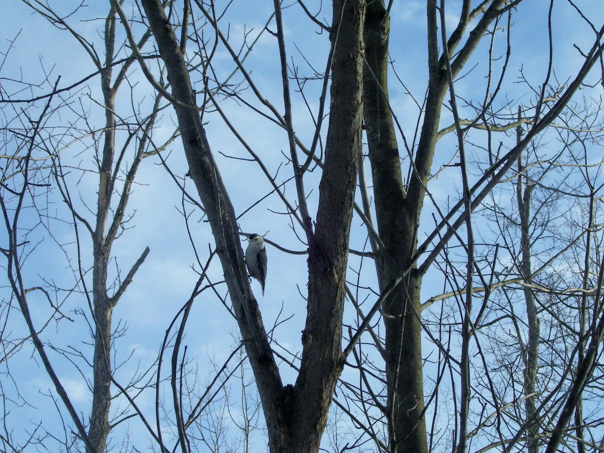 White-breasted Nuthatch - ML617544929