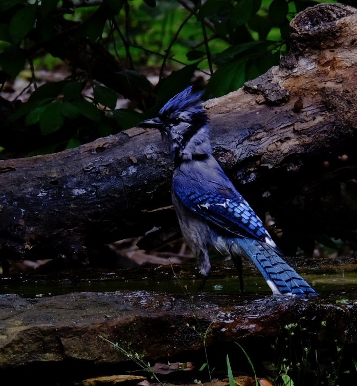 Blue Jay - ML617544933