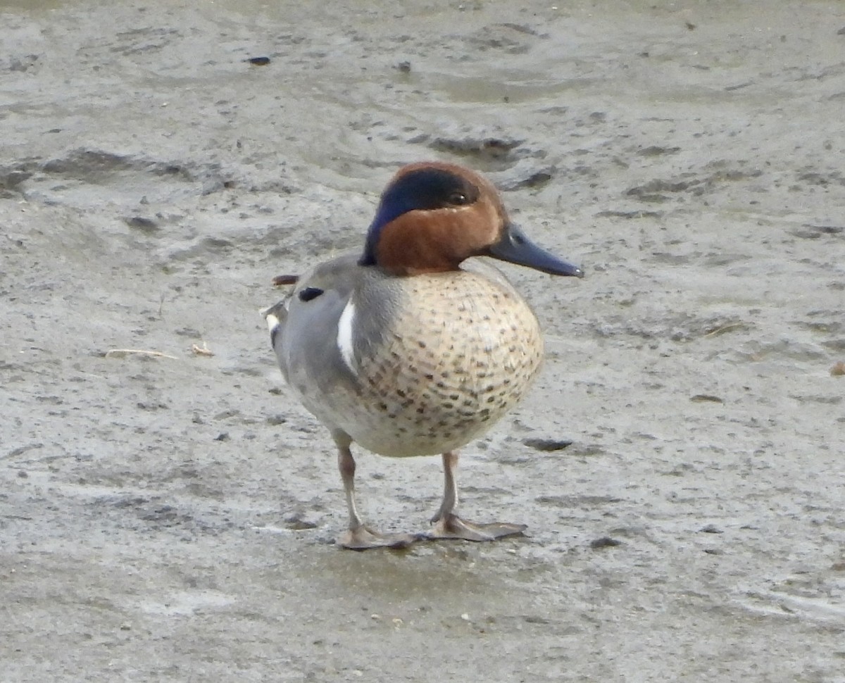 Green-winged Teal - ML617544936