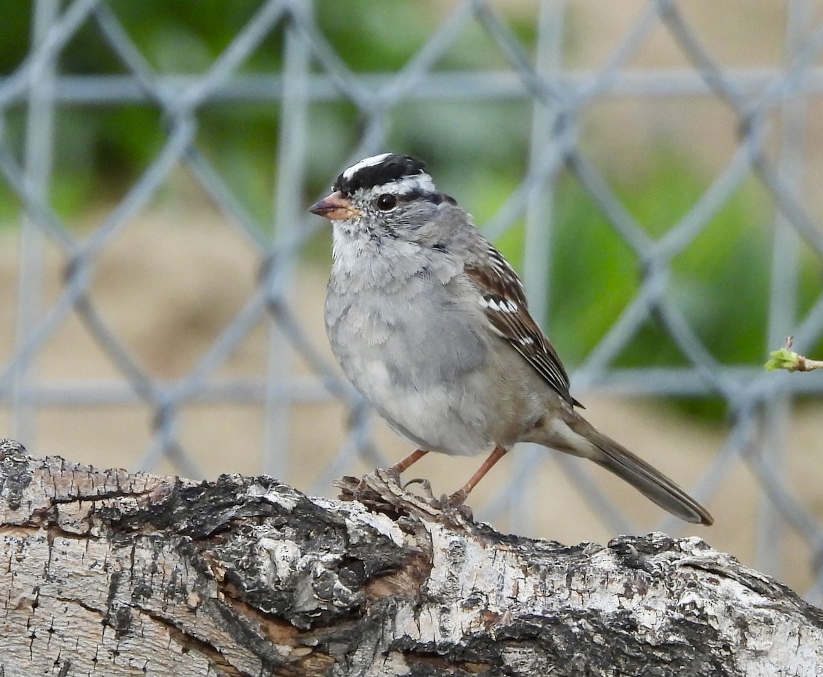 White-crowned Sparrow - ML617544945