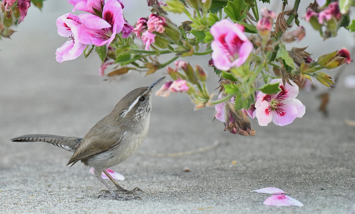 Bewick's Wren - ML617544949