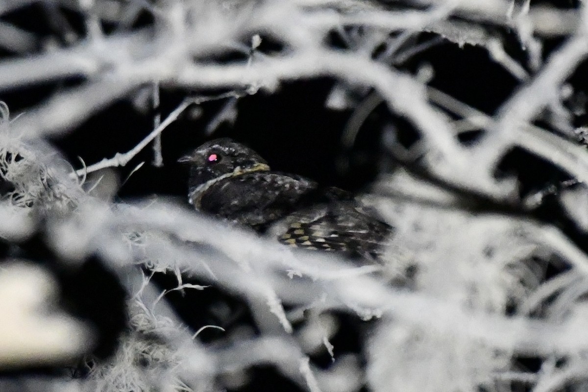 Buff-collared Nightjar - ML617544961