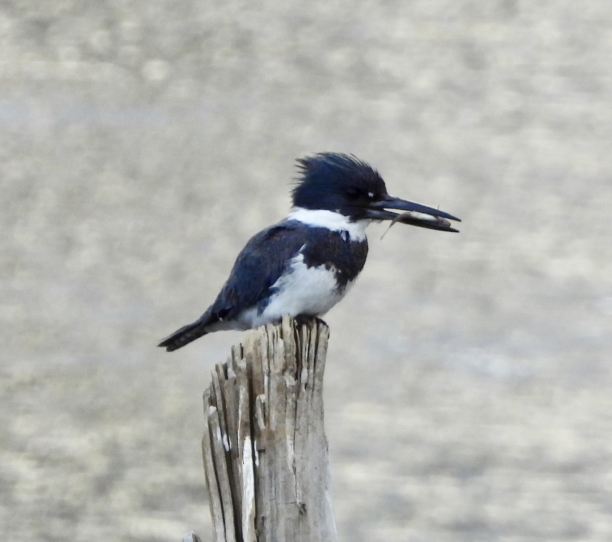 Belted Kingfisher - ML617544965