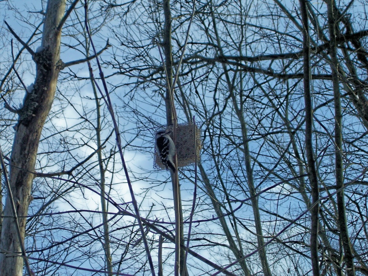 Downy Woodpecker - ML617544967