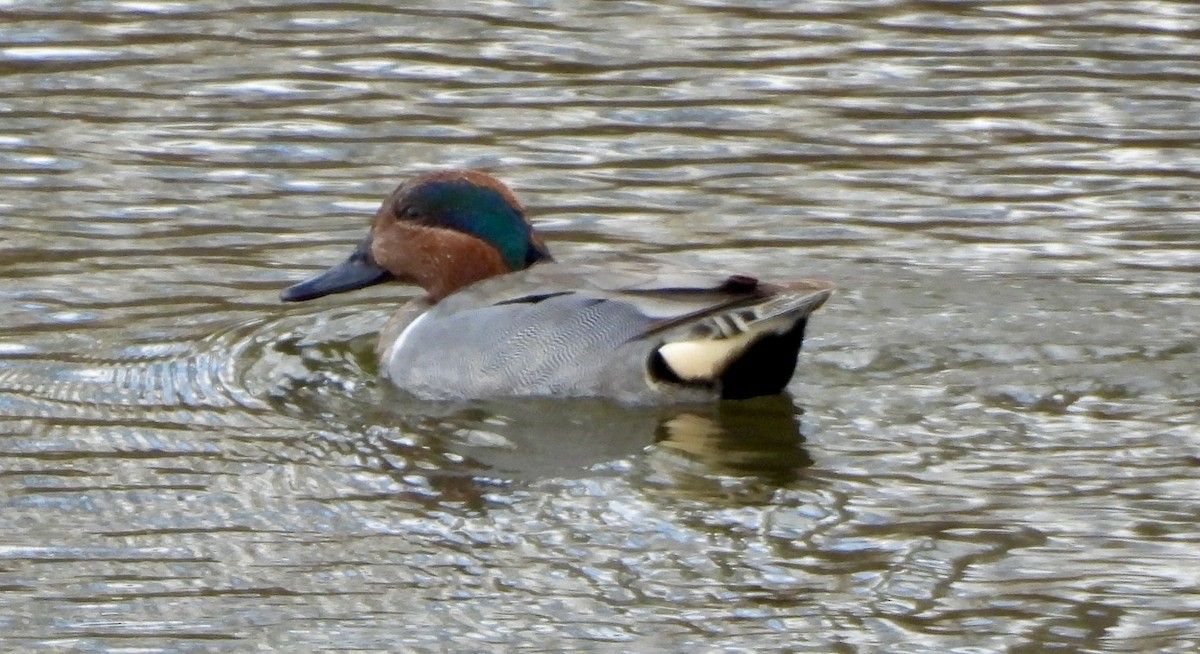 Green-winged Teal - ML617544971