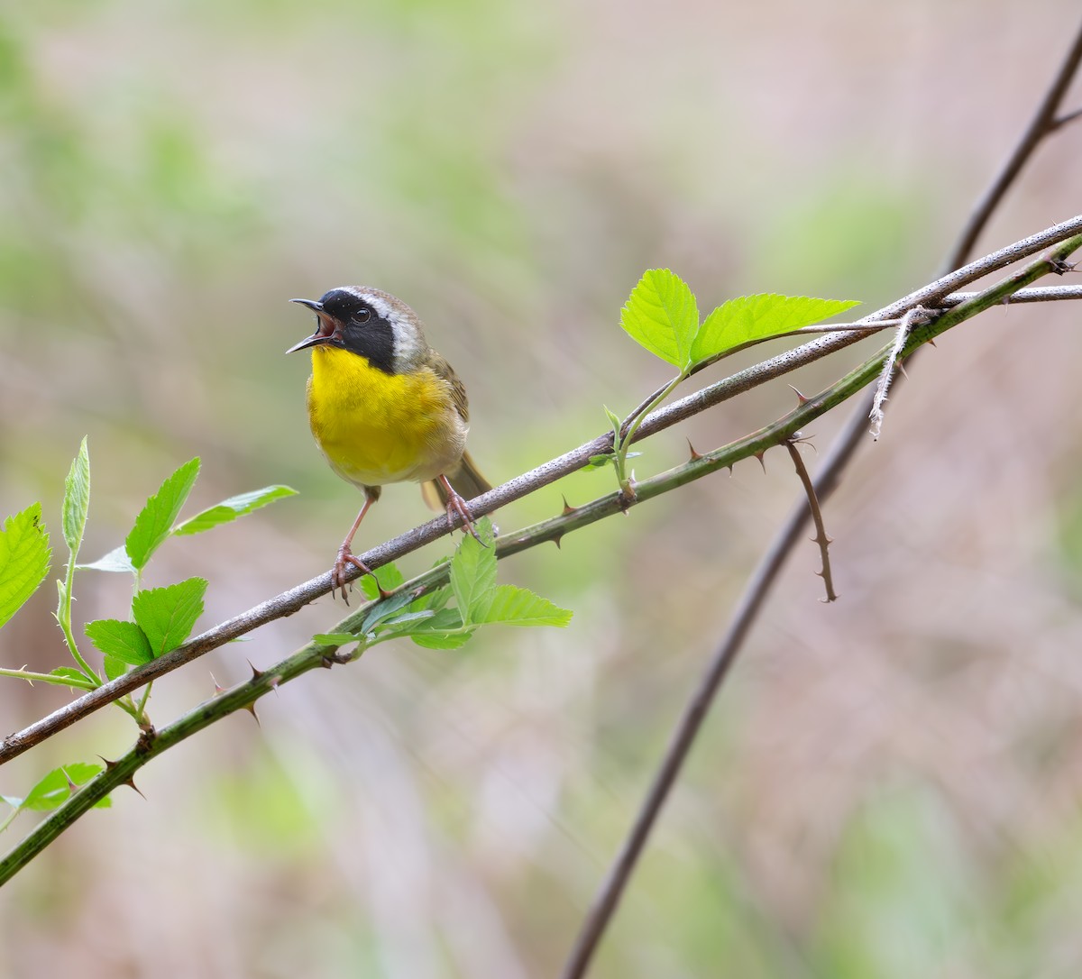 Common Yellowthroat - ML617545068