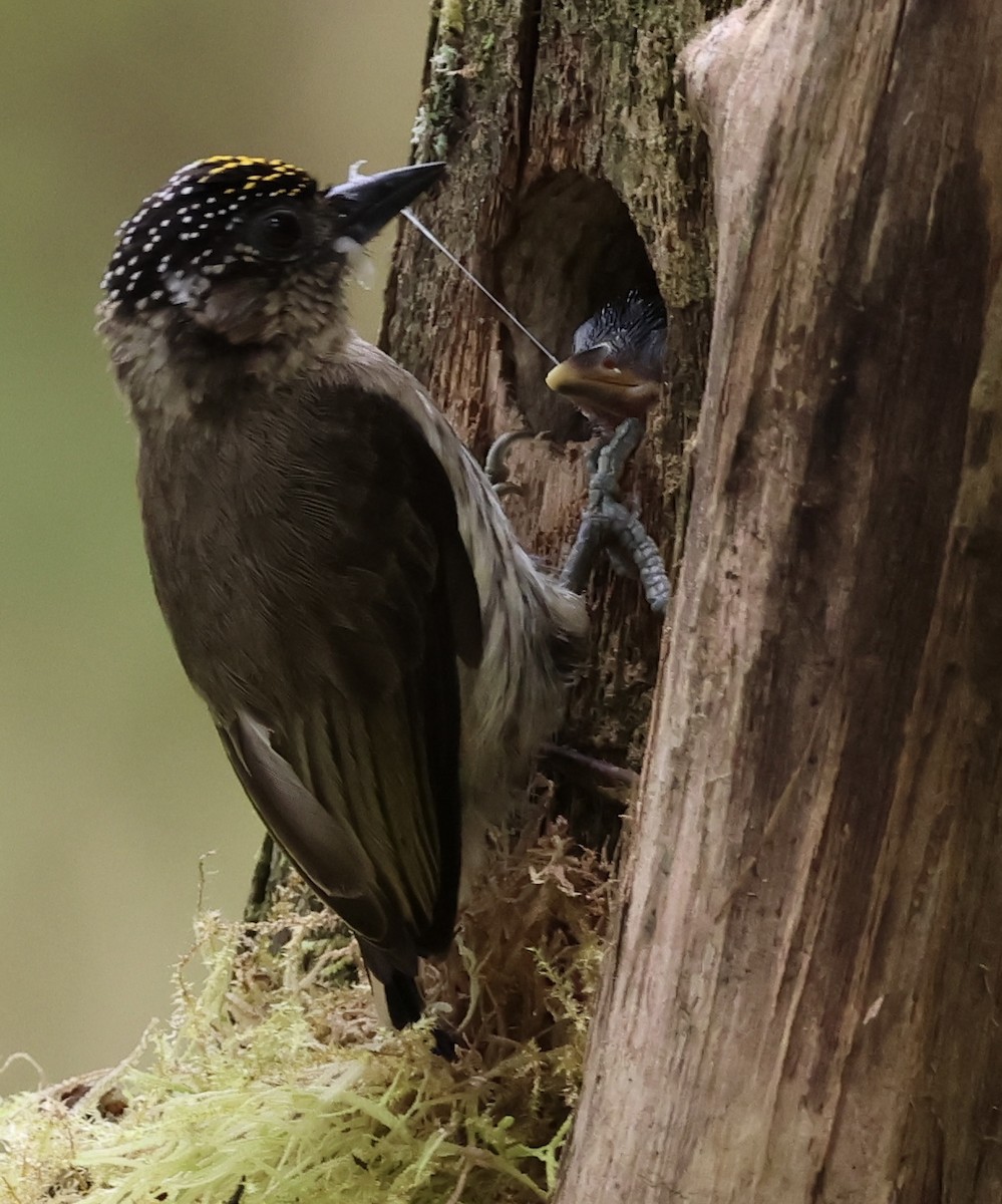 Grayish Piculet - ML617545072