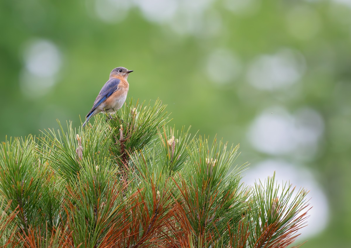 Eastern Bluebird - ML617545111