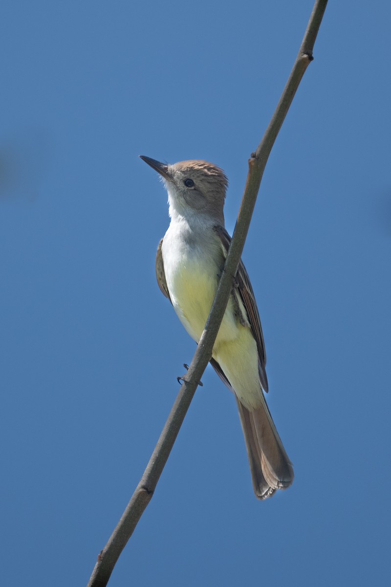 Ash-throated Flycatcher - Cynthia  Case