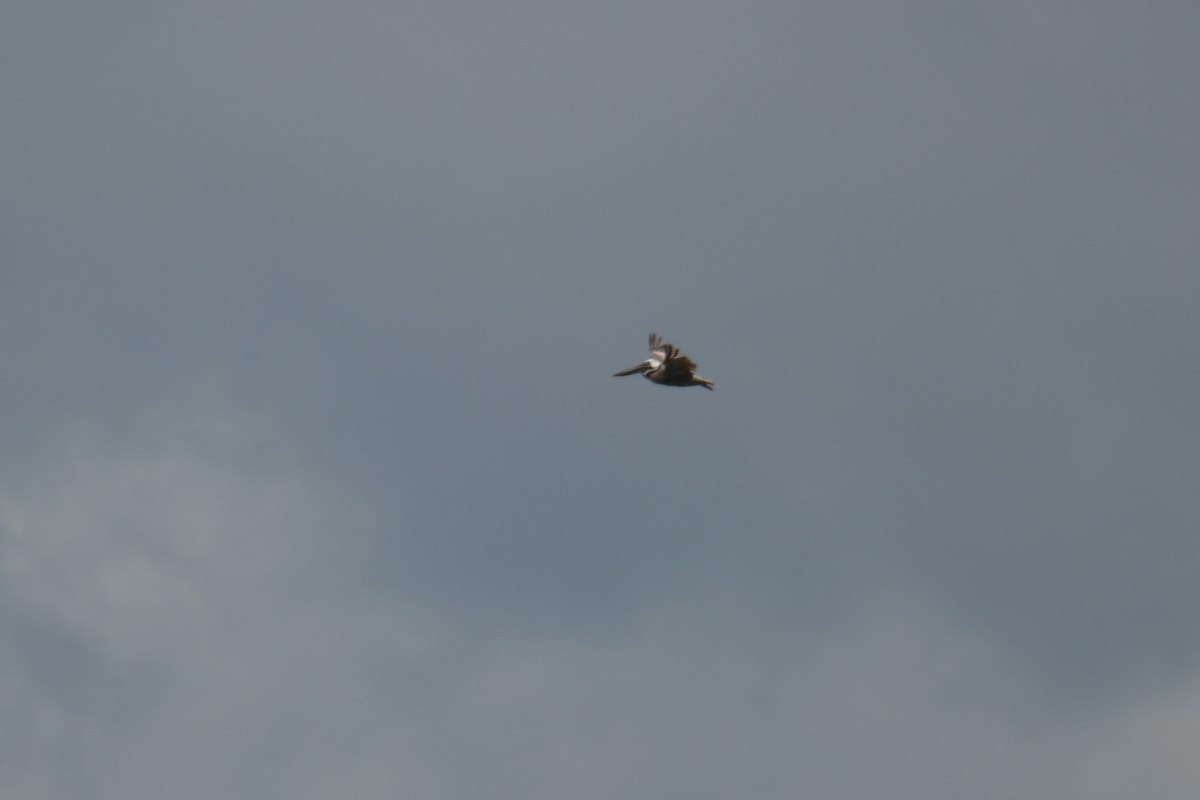 Brown Pelican - ML617545124