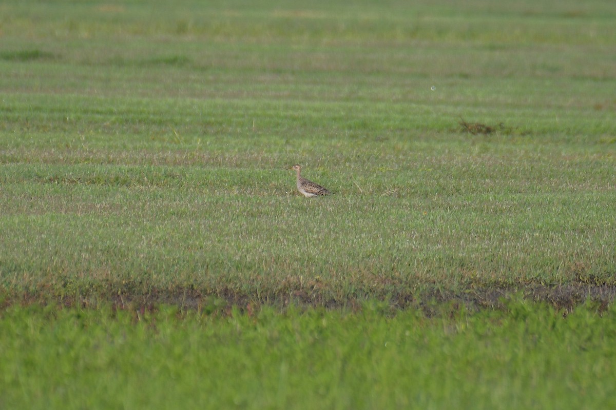 Upland Sandpiper - ML617545164