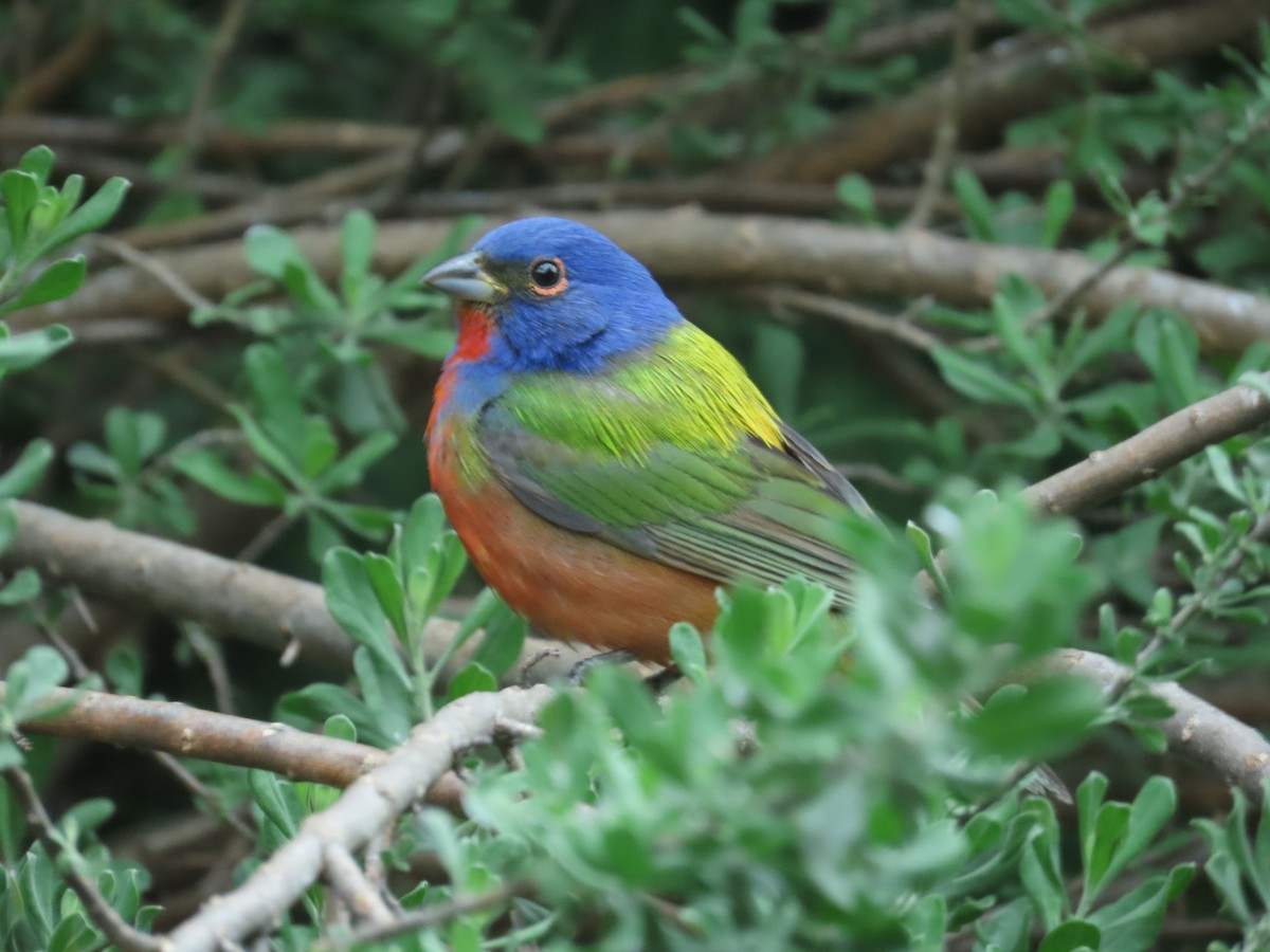 Painted Bunting - ML617545213