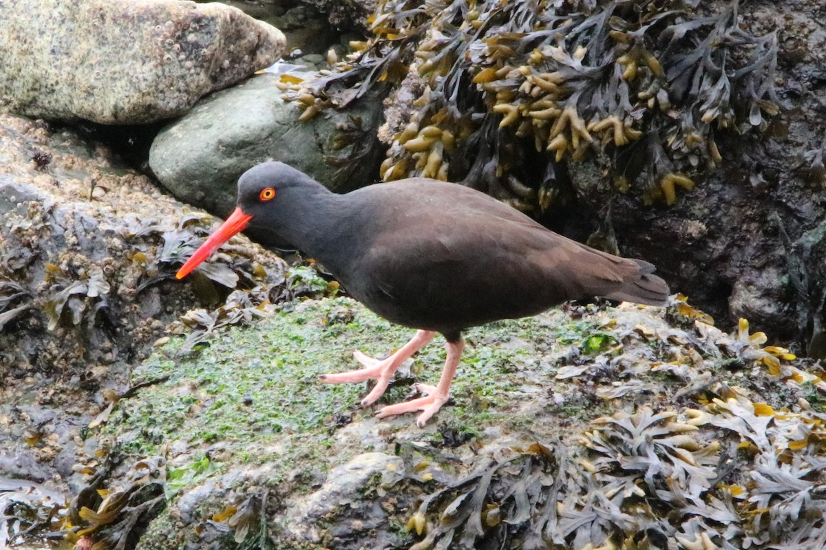 Black Oystercatcher - Mercy Harris