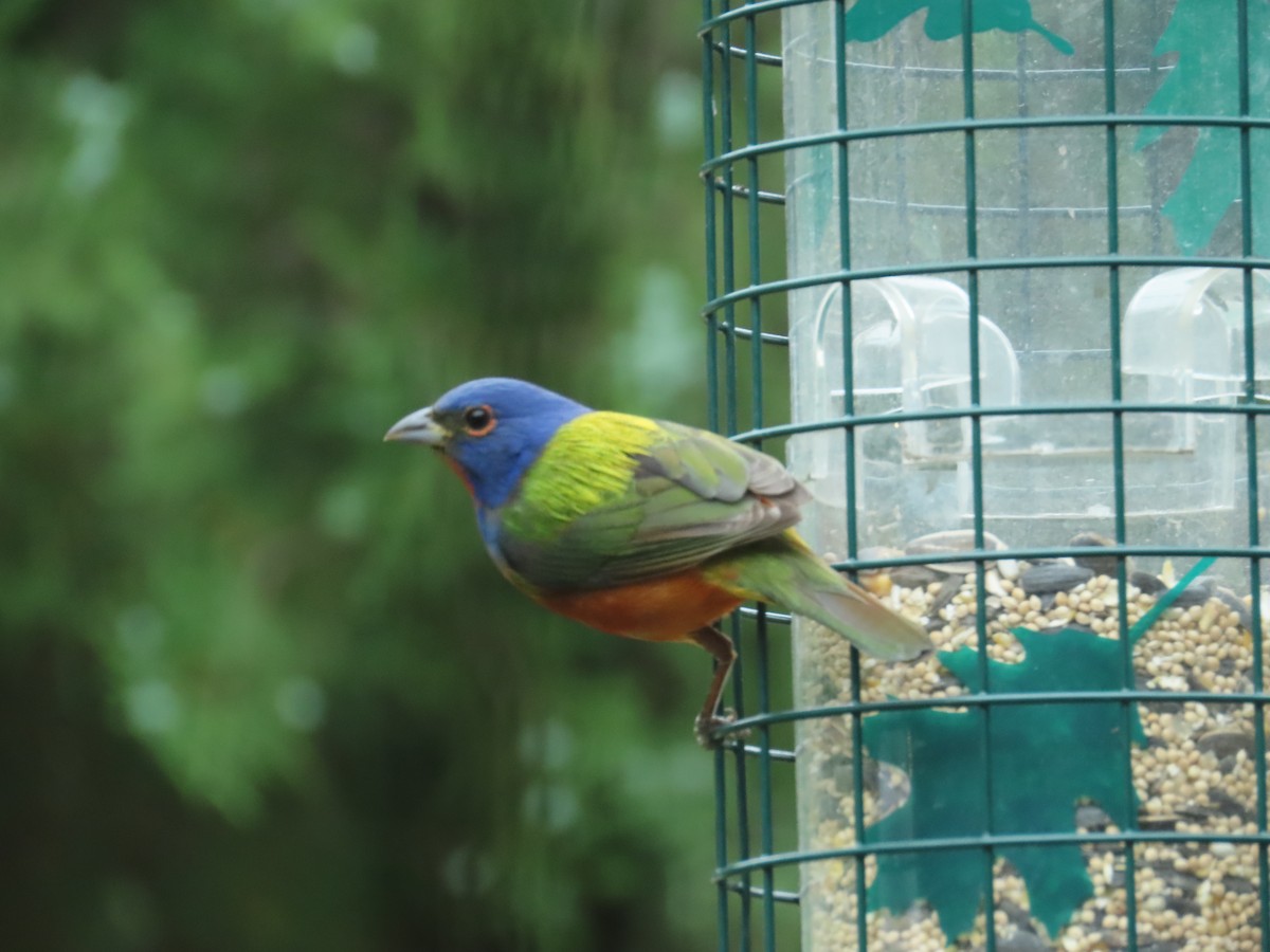 Painted Bunting - ML617545227