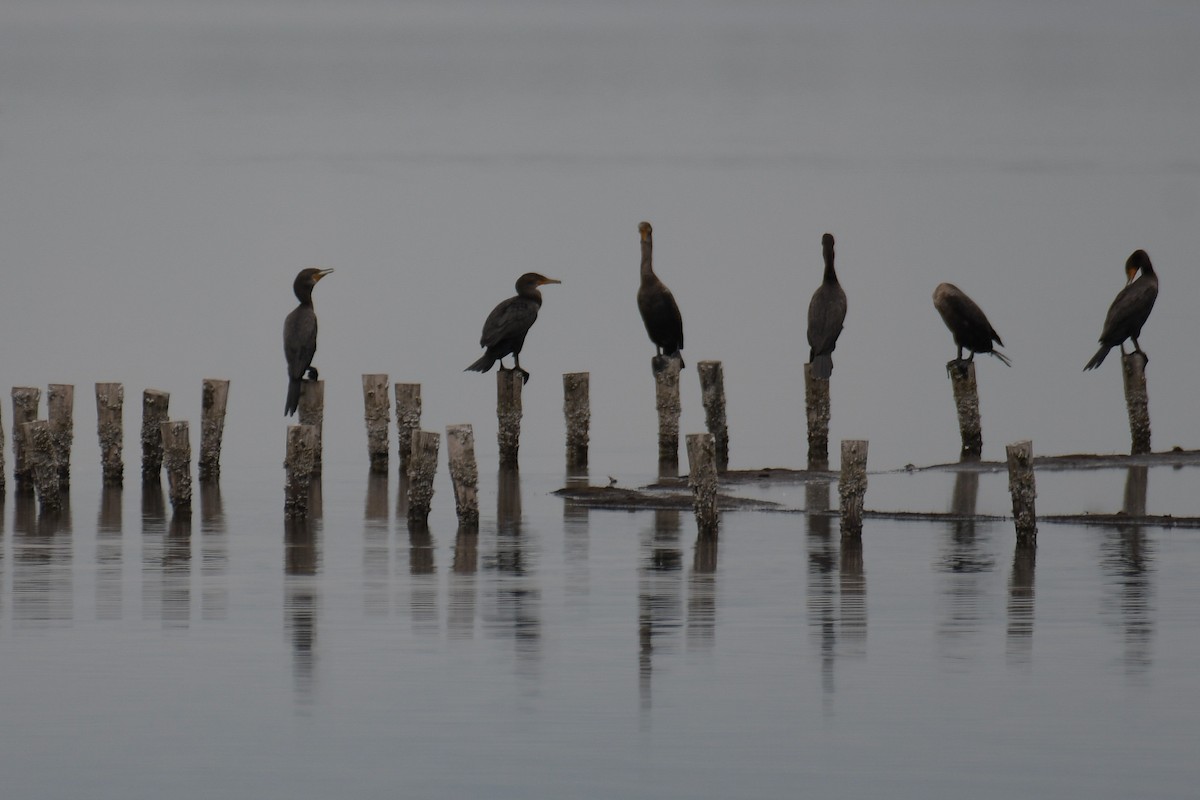 Cormorán Biguá - ML617545230