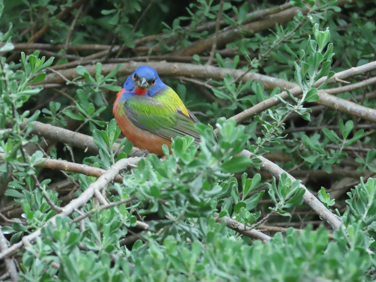 Painted Bunting - ML617545258