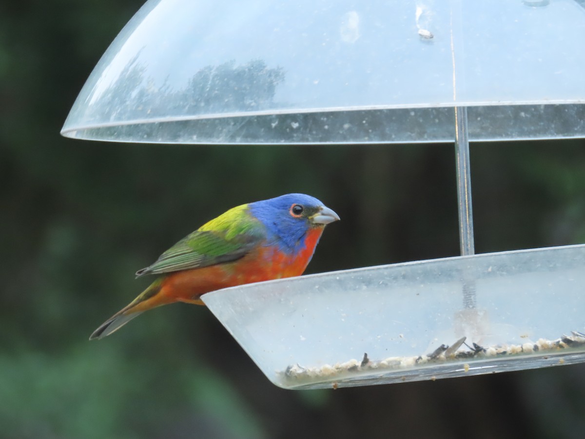 Painted Bunting - ML617545284