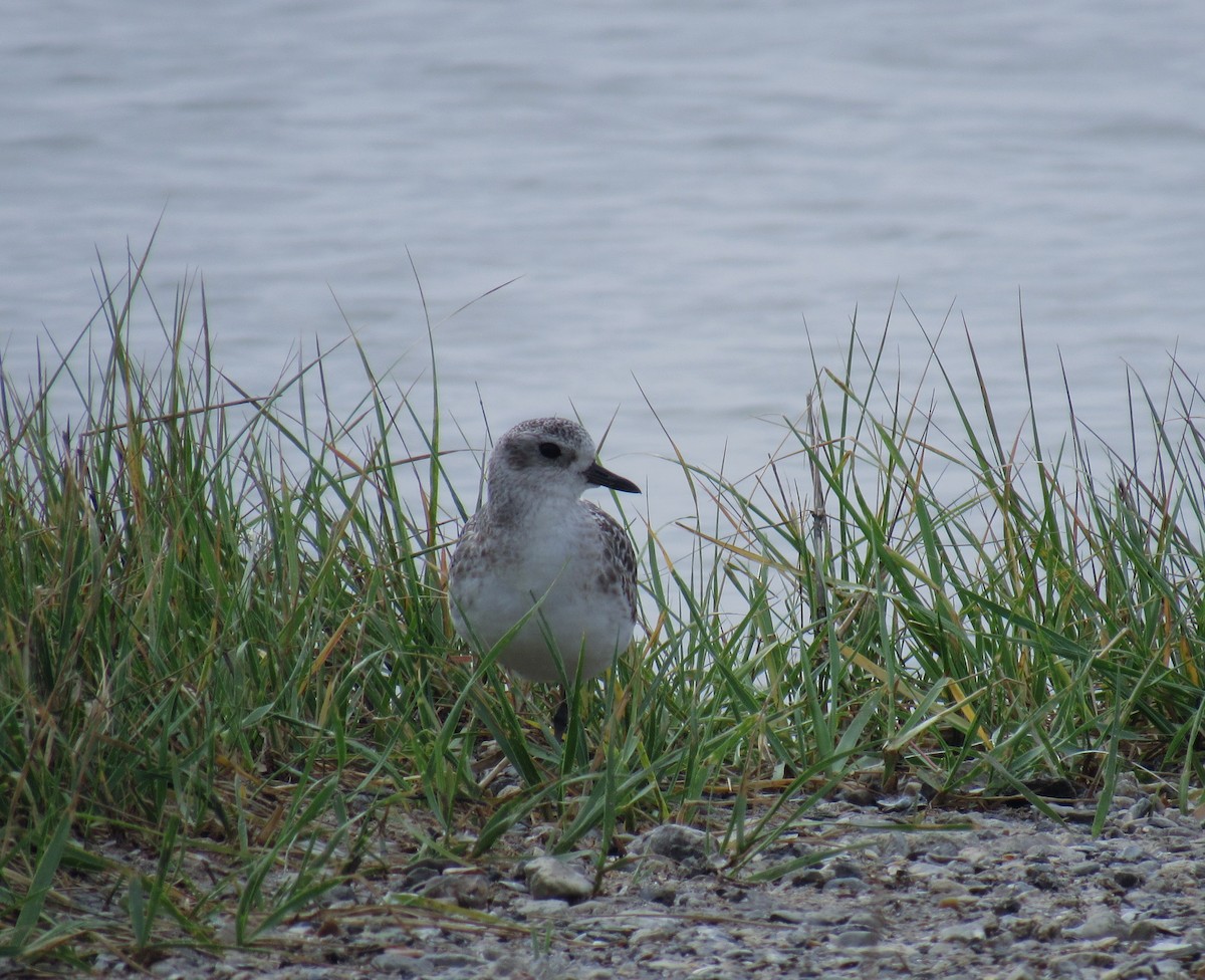 Black-bellied Plover - ML617545331