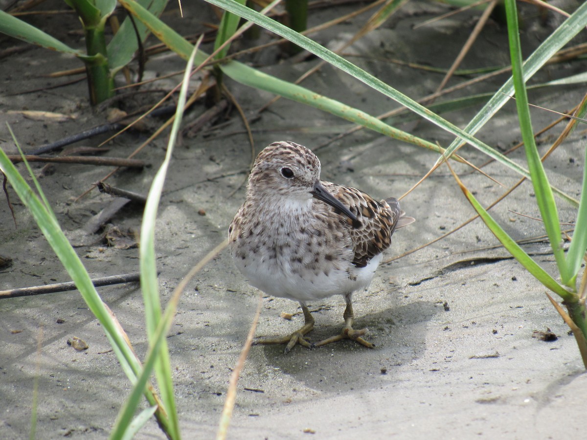 Least Sandpiper - ML617545373