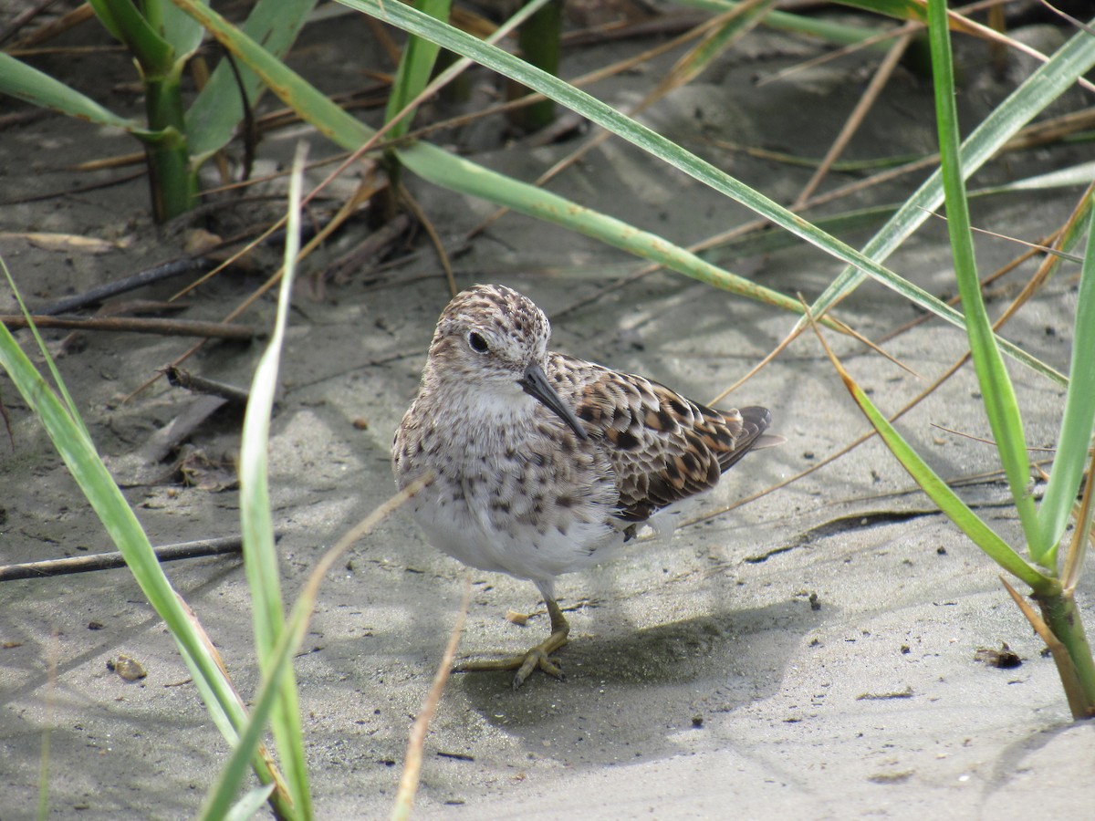 Least Sandpiper - ML617545374