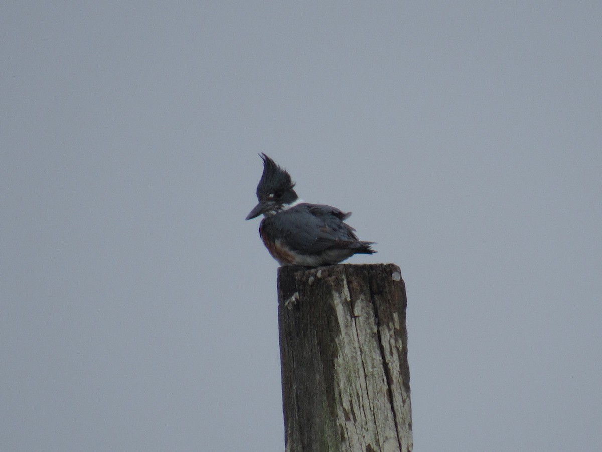 Belted Kingfisher - ML617545381