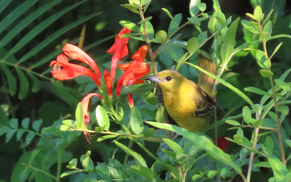 Baltimore Oriole - ML617545393