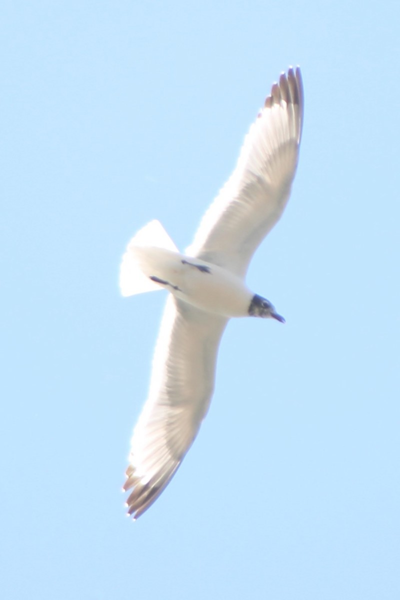 Franklin's Gull - ML617545402