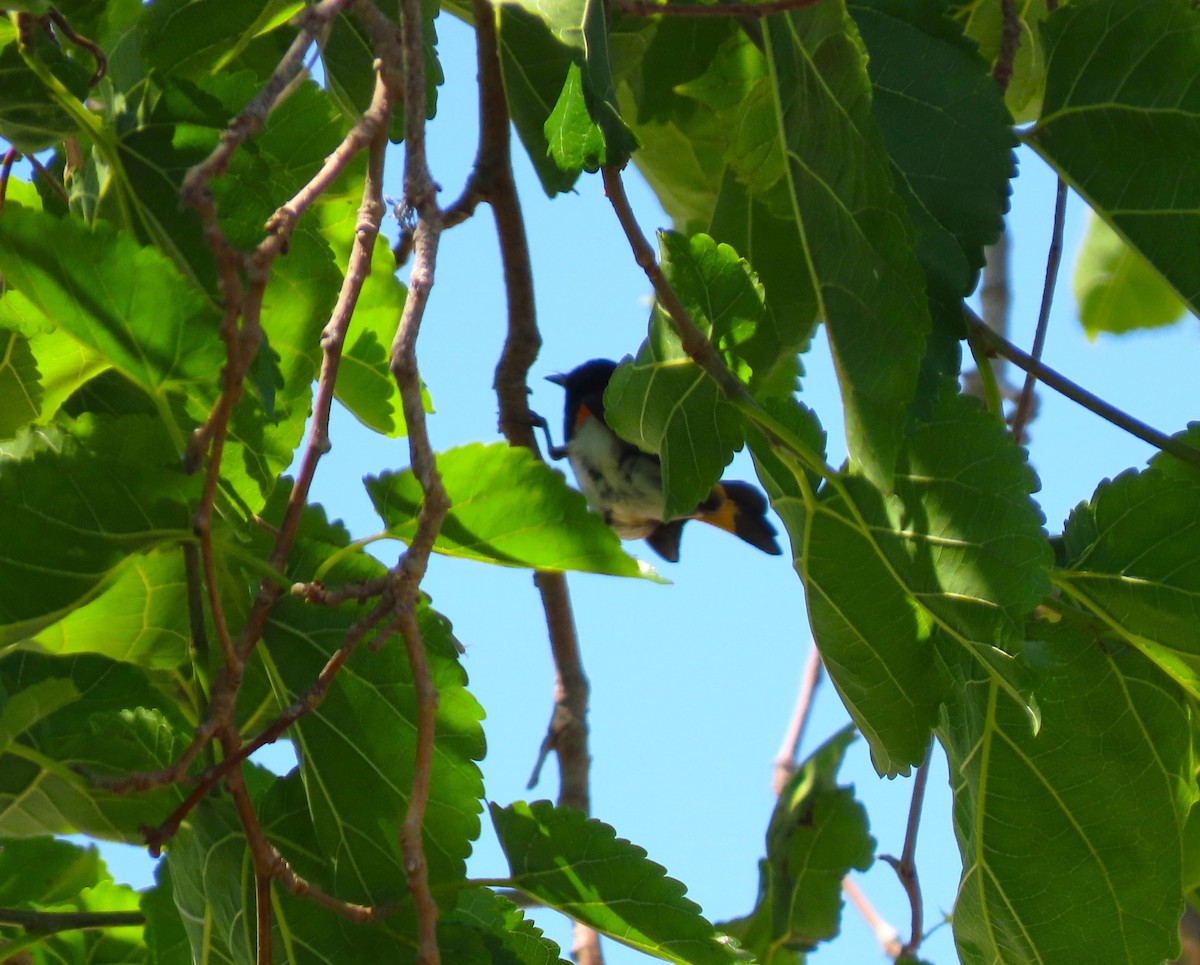 American Redstart - ML617545408