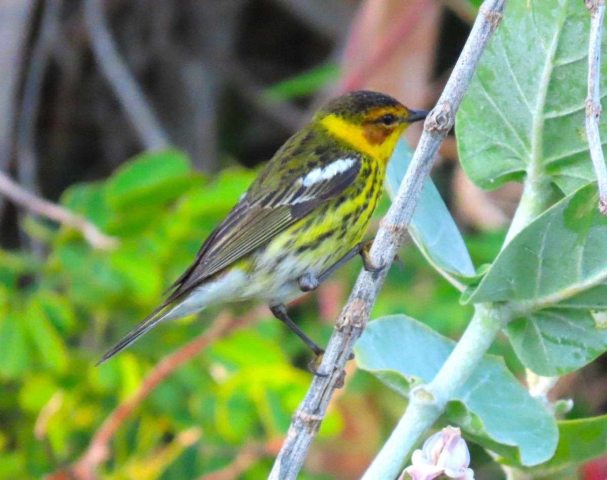 Cape May Warbler - ML617545424