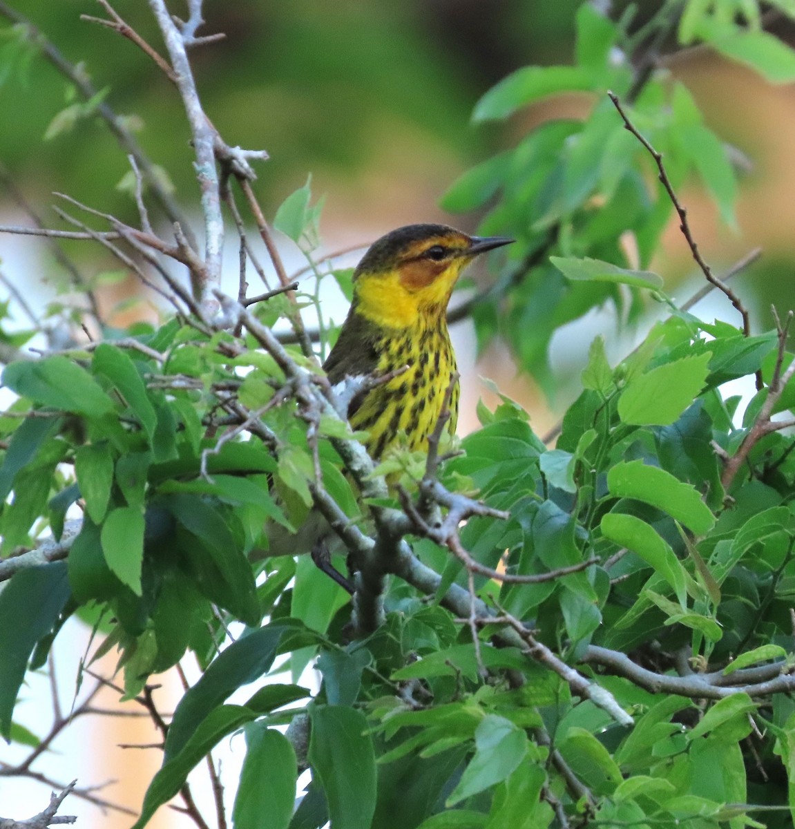 Cape May Warbler - ML617545425