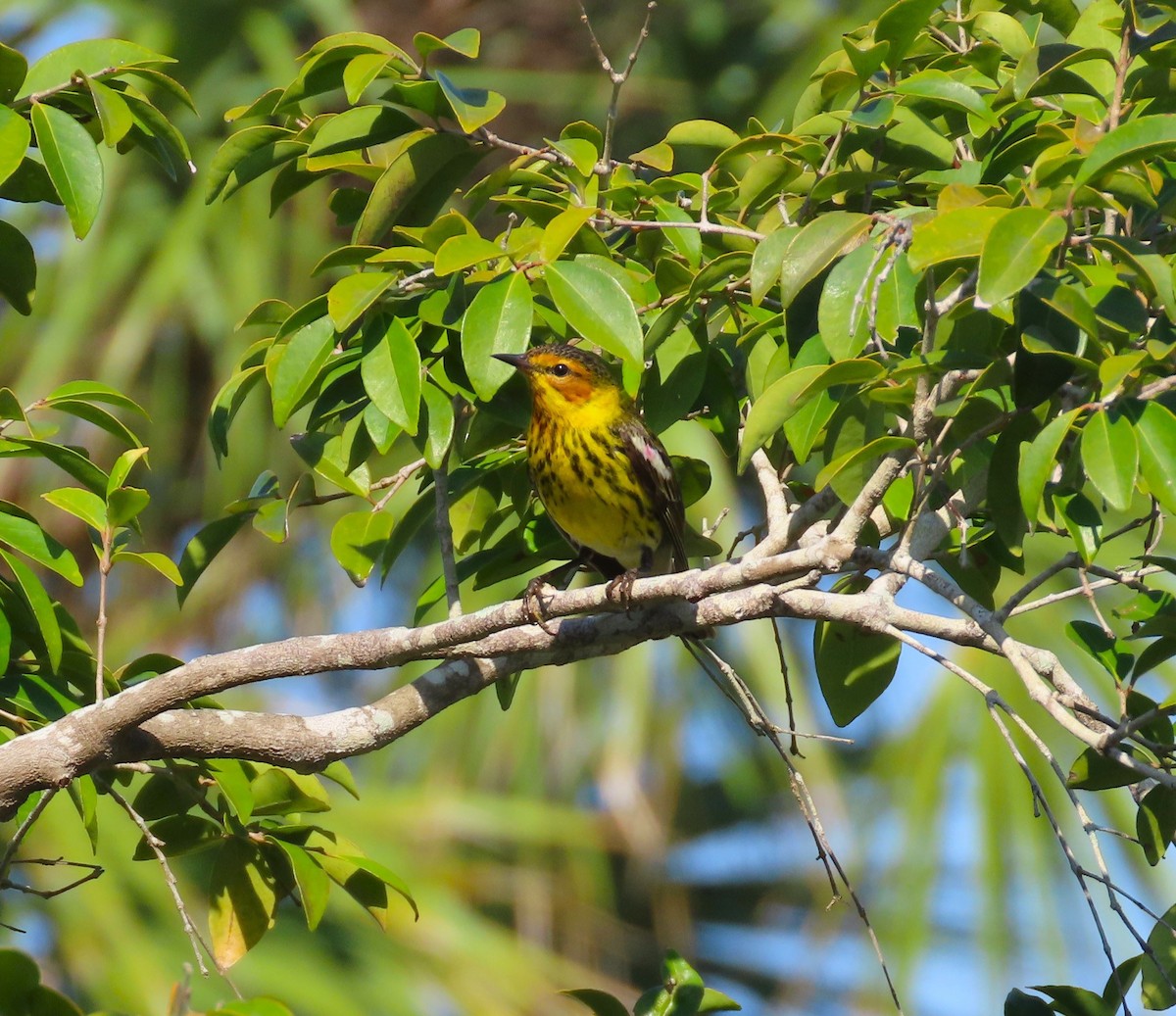 Cape May Warbler - ML617545426