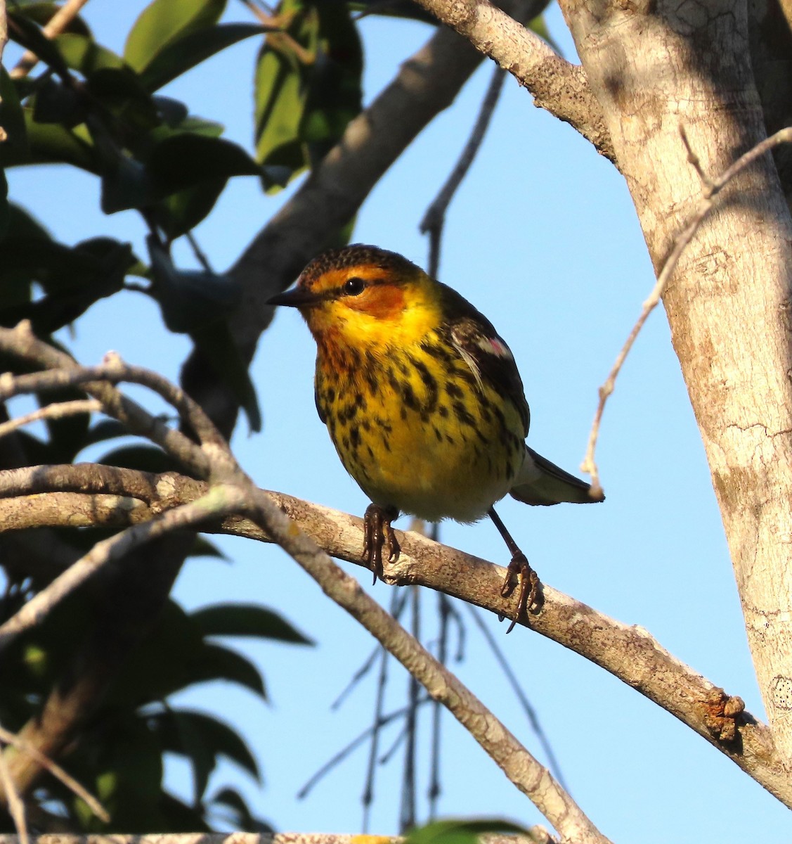 Cape May Warbler - ML617545427